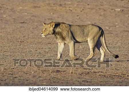 African lion (Panthera leo), young male walking, Kgalagadi Transfrontier Park, Northern Cape, South Africa, Africa View Large Photo Image Stock Photo - African lion (Panthera leo), young male walking, Kgalagadi Transfrontier Park, Northern Cape, South Africa, Africa. Fotosearch