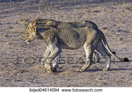 African lions (Panthera leo), two young males walking side by side, Kgalagadi Transfrontier Park, Northern Cape, South Africa, Africa View Large Photo Image Picture - African lions (Panthera leo), two young males walking side by side, Kgalagadi Transfrontier Park, Northern Cape, South Africa, Africa. Fotosearch