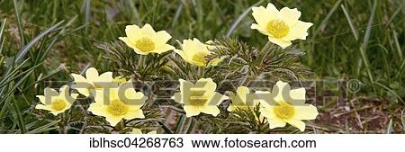 Alpine pasque flowers or alpine anemone (Pulsatilla alpina apiifolia), Steinplatte, Tyrol, Austria, Europe View Large Photo Image Stock Image - Alpine pasque flowers or alpine anemone (Pulsatilla alpina apiifolia), Steinplatte, Tyrol, Austria, Europe. Fotosearch