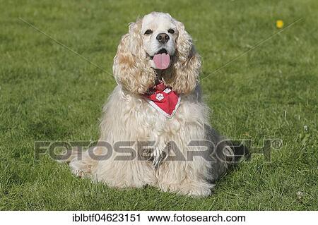 American Cocker Spaniel, bitch 7 years old in red and white, sitting on the meadow, North Rhine-Westphalia, Germany, Europe View Large Photo Image Stock Image - American Cocker Spaniel, bitch 7 years old in red and white, sitting on the meadow, North Rhine-Westphalia, Germany, Europe. Fotosearch
