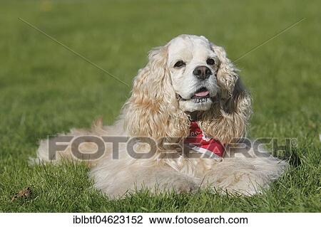 Stock Image - American Cocker Spaniel bitch 7 years old in red and white lies on the meadow, North Rhine-Westphalia, Germany, Europe. Fotosearch