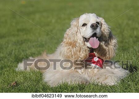 American Cocker Spaniel bitch 7 years old in red and white lies on the meadow, North Rhine-Westphalia, Germany, Europe View Large Photo Image Stock Photo - American Cocker Spaniel bitch 7 years old in red and white lies on the meadow, North Rhine-Westphalia, Germany, Europe. Fotosearch