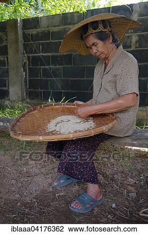 An elderly Thai woman cleaning rice grains, Loei province, Thailand, Asia View Large Photo Image Stock Image - An elderly Thai woman cleaning rice grains, Loei province, Thailand, Asia. Fotosearch
