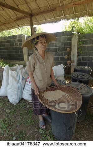 An elderly Thai woman cleaning rice grains, Loei province, Thailand, Asia View Large Photo Image Stock Photo - An elderly Thai woman cleaning rice grains, Loei province, Thailand, Asia. Fotosearch