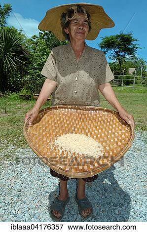 An elderly Thai woman cleaning rice grains, Loei province, Thailand, Asia View Large Photo Image Stock Photo - An elderly Thai woman cleaning rice grains, Loei province, Thailand, Asia. Fotosearch