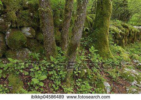 An old stone wall covered with moss in the Lepenatal, Slovenia, Europe View Large Photo Image Stock Photo - An old stone wall covered with moss in the Lepenatal, Slovenia, Europe. Fotosearch