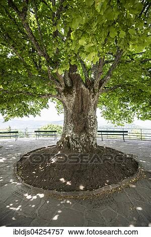 Ancient lime tree, monastery Mont Sainte-Odile, Ottrott, Bas-Rhin, Alsace, France, Europe View Large Photo Image Stock Photo - Ancient lime tree, monastery Mont Sainte-Odile, Ottrott, Bas-Rhin, Alsace, France, Europe. Fotosearch