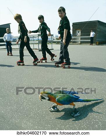 Ara on roller skates, England, Great Britain View Large Photo Image Stock Image - Ara on roller skates, England, Great Britain. Fotosearch