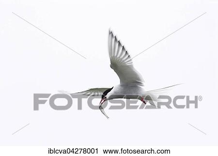 Arctic tern (Sterna paradisea) flying with fish in beak, Schleswig-Holstein Wadden Sea National Park, Schleswig-Holstein, Germany, Europe View Large Photo Image Stock Image - Arctic tern (Sterna paradisea) flying with fish in beak, Schleswig-Holstein Wadden Sea National Park, Schleswig-Holstein, Germany, Europe. Fotosearch