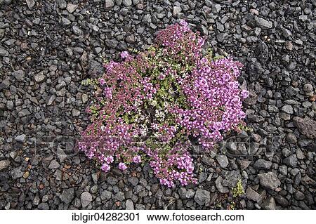 Arctic thyme (Thymus praecox arcticus), Iceland, Europe View Large Photo Image Stock Image - Arctic thyme (Thymus praecox arcticus), Iceland, Europe. Fotosearch