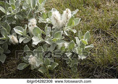Arctic willow (Salix arctica), Iceland, Europe View Large Photo Image Stock Photo - Arctic willow (Salix arctica), Iceland, Europe. Fotosearch