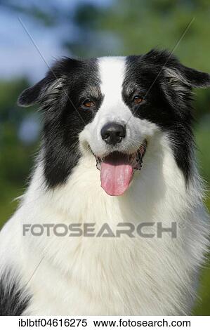 Australian Shepherd, male 6 years portrait in the green, North Rhine-Westphalia, Germany, Europe View Large Photo Image Stock Photography - Australian Shepherd, male 6 years portrait in the green, North Rhine-Westphalia, Germany, Europe. Fotosearch