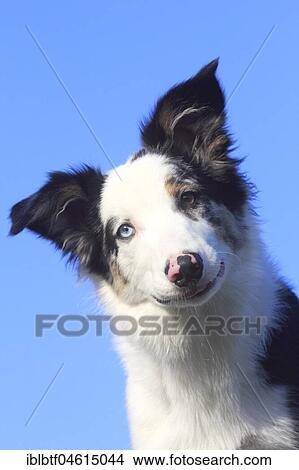 Picture - Australian Shepherd male, blue merle 5 months, portrait, Germany, Europe. Fotosearch