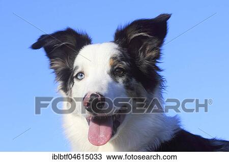 Australian Shepherd male, blue merle 5 months, portrait, Germany, Europe View Large Photo Image Stock Image - Australian Shepherd male, blue merle 5 months, portrait, Germany, Europe. Fotosearch