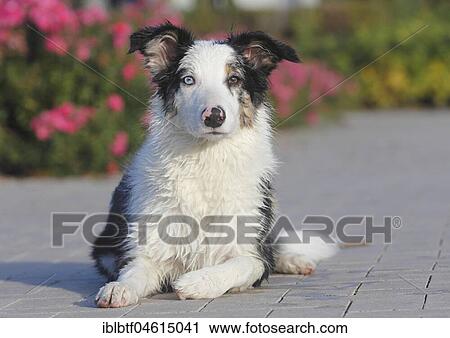 Stock Image - Australian Shepherd male, blue merle 5 months, Germany, Europe. Fotosearch