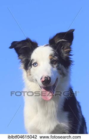Stock Image - Australian Shepherd male, blue merle 5 months, portrait, Germany, Europe. Fotosearch
