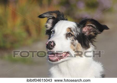 Australian Shepherd male, blue merle 5 months, portrait, Germany, Europe View Large Photo Image Stock Image - Australian Shepherd male, blue merle 5 months, portrait, Germany, Europe. Fotosearch