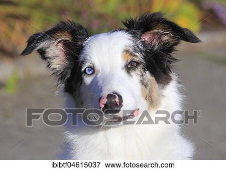 Australian Shepherd male, blue merle 5 months, portrait, Germany, Europe View Large Photo Image Stock Photo - Australian Shepherd male, blue merle 5 months, portrait, Germany, Europe. Fotosearch