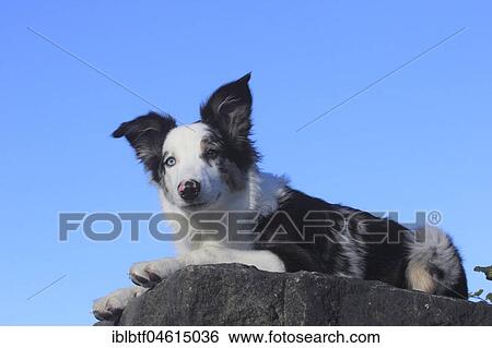 Australian Shepherd male, blue merle, 5 months, Germany, Europe View Large Photo Image Stock Photograph - Australian Shepherd male, blue merle, 5 months, Germany, Europe. Fotosearch