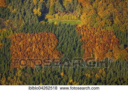 Autumnal mixed forest, deciduous, spruce trees, in autumn, Arnsberg, Sauerland, North Rhine-Westphalia, Germany, Europe View Large Photo Image Stock Photo - Autumnal mixed forest, deciduous, spruce trees, in autumn, Arnsberg, Sauerland, North Rhine-Westphalia, Germany, Europe. Fotosearch