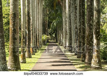 Stock Photo - Avenue in the Pamplemousses Botanical Garden, Mauritius, Africa. Fotosearch