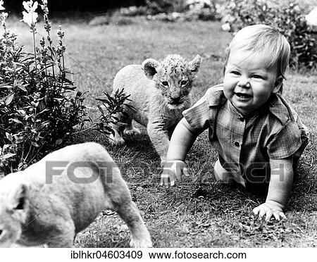 Baby and baby lion on the meadow, England, Great Britain View Large Photo Image Stock Photo - Baby and baby lion on the meadow, England, Great Britain. Fotosearch