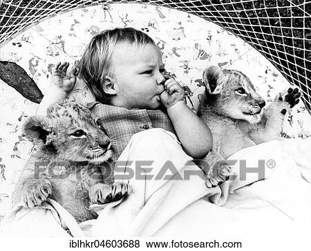 Baby and baby lions in bed, England, Great Britain View Large Photo Image Stock Photo - Baby and baby lions in bed, England, Great Britain. Fotosearch