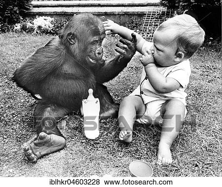 Stock Photo - Baby and small gorilla play, England, Great Britain. Fotosearch