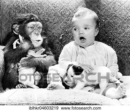 Baby with chimpanzee and little Jack Russell Terrier, sitting on sofa, England, Great Britain View Large Photo Image Stock Photo - Baby with chimpanzee and little Jack Russell Terrier, sitting on sofa, England, Great Britain. Fotosearch
