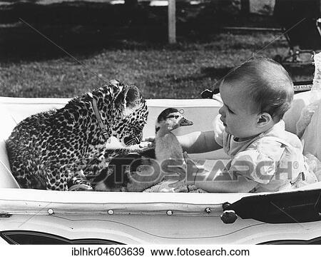 Baby with leopard and duck in a stroller, England, Great Britain View Large Photo Image Stock Photo - Baby with leopard and duck in a stroller, England, Great Britain. Fotosearch