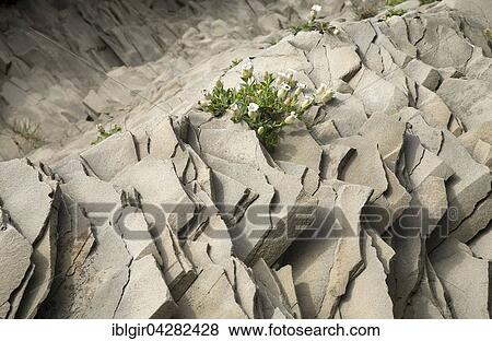 Basalt stones, Vik, Iceland, Europe View Large Photo Image Stock Photo - Basalt stones, Vik, Iceland, Europe. Fotosearch