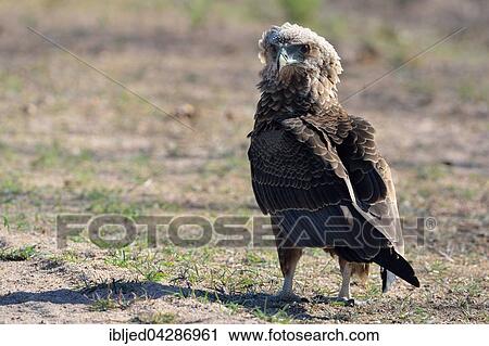 Bateleur Eagle (Terathopius ecaudatus), juvenile, standing on ground, Kruger National Park, South Africa, Africa View Large Photo Image Stock Image - Bateleur Eagle (Terathopius ecaudatus), juvenile, standing on ground, Kruger National Park, South Africa, Africa. Fotosearch