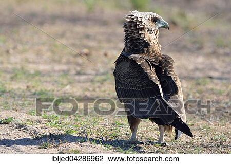 Bateleur Eagle (Terathopius ecaudatus), juvenile, standing on ground, Kruger National Park, South Africa, Africa View Large Photo Image Stock Image - Bateleur Eagle (Terathopius ecaudatus), juvenile, standing on ground, Kruger National Park, South Africa, Africa. Fotosearch