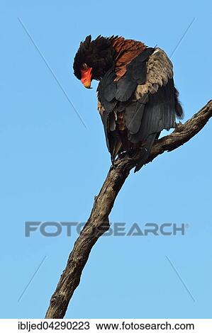Bateleur Eagle (Terathopius ecaudatus), perched on dead tree, Kruger National Park, South Africa, Africa View Large Photo Image Stock Image - Bateleur Eagle (Terathopius ecaudatus), perched on dead tree, Kruger National Park, South Africa, Africa. Fotosearch