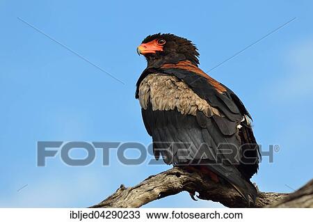 Stock Image - Bateleur Eagle (Terathopius ecaudatus), perched on dead tree, Kruger National Park, South Africa, Africa. Fotosearch