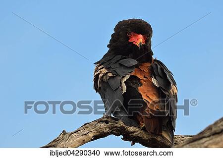 Bateleur Eagle (Terathopius ecaudatus), perched on dead tree, looking back, Kruger National Park, South Africa, Africa View Large Photo Image Stock Image - Bateleur Eagle (Terathopius ecaudatus), perched on dead tree, looking back, Kruger National Park, South Africa, Africa. Fotosearch
