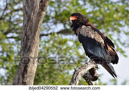 Bateleur Eagle (Terathopius ecaudatus), perched on tree, Kruger National Park, South Africa, Africa View Large Photo Image Stock Image - Bateleur Eagle (Terathopius ecaudatus), perched on tree, Kruger National Park, South Africa, Africa. Fotosearch