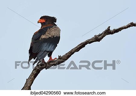 Stock Image - Bateleur Eagle (Terathopius ecaudatus), perched on dead tree, Kruger National Park, South Africa, Africa. Fotosearch