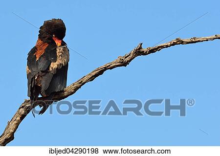 Bateleur Eagle (Terathopius ecaudatus), perched on dead tree, grooming itself, Kruger National Park, South Africa, Africa View Large Photo Image Stock Photo - Bateleur Eagle (Terathopius ecaudatus), perched on dead tree, grooming itself, Kruger National Park, South Africa, Africa. Fotosearch