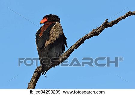 Bateleur Eagle (Terathopius ecaudatus), perched on dead tree, Kruger National Park, South Africa, Africa View Large Photo Image Stock Photo - Bateleur Eagle (Terathopius ecaudatus), perched on dead tree, Kruger National Park, South Africa, Africa. Fotosearch
