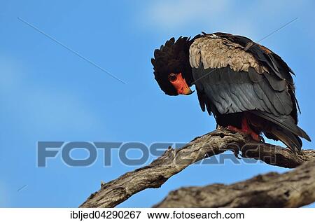 Bateleur Eagle (Terathopius ecaudatus), perched on dead tree, Kruger National Park, South Africa, Africa View Large Photo Image Stock Photo - Bateleur Eagle (Terathopius ecaudatus), perched on dead tree, Kruger National Park, South Africa, Africa. Fotosearch