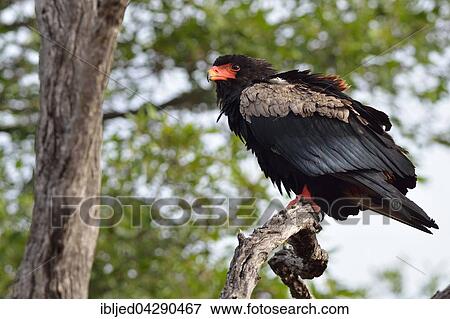Bateleur Eagle (Terathopius ecaudatus), perched on tree, Kruger National Park, South Africa, Africa View Large Photo Image Stock Photo - Bateleur Eagle (Terathopius ecaudatus), perched on tree, Kruger National Park, South Africa, Africa. Fotosearch