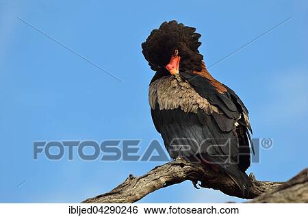 Bateleur Eagle (Terathopius ecaudatus), perched on dead tree, grooming itself, Kruger National Park, South Africa, Africa View Large Photo Image Stock Photograph - Bateleur Eagle (Terathopius ecaudatus), perched on dead tree, grooming itself, Kruger National Park, South Africa, Africa. Fotosearch