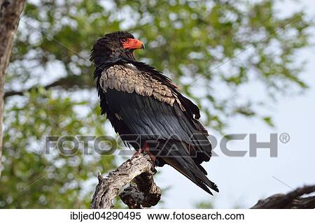 Bateleur Eagle (Terathopius ecaudatus), perched on tree, Kruger National Park, South Africa, Africa View Large Photo Image Stock Photography - Bateleur Eagle (Terathopius ecaudatus), perched on tree, Kruger National Park, South Africa, Africa. Fotosearch