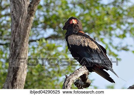 Bateleur Eagle (Terathopius ecaudatus), perched on tree, Kruger National Park, South Africa, Africa View Large Photo Image Stock Photography - Bateleur Eagle (Terathopius ecaudatus), perched on tree, Kruger National Park, South Africa, Africa. Fotosearch