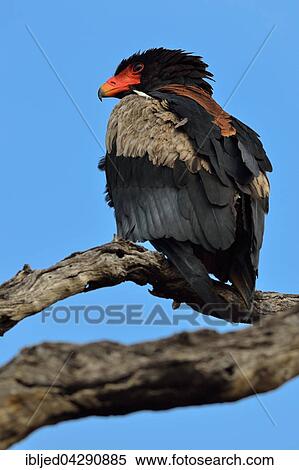 Bateleur Eagle (Terathopius ecaudatus), perched on dead tree, looking far ahead, Kruger National Park, South Africa, Africa View Large Photo Image Stock Photography - Bateleur Eagle (Terathopius ecaudatus), perched on dead tree, looking far ahead, Kruger National Park, South Africa, Africa. Fotosearch