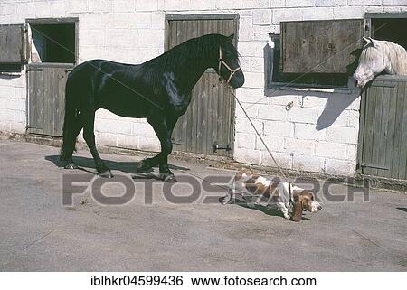 Stock Photograph - Beagle takes a horse for a walk, England, Great Britain. Fotosearch