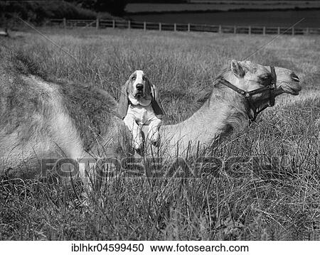 Stock Image - Beagle with camel, England, Great Britain. Fotosearch