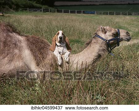 Stock Photo - Beagle with camel, England, Great Britain. Fotosearch