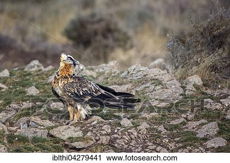 Bearded vulture, also lammergeier or ossifrage (Gypaetus barbatus), Pyrenees, Catalonia, Spain, Europe View Large Photo Image Stock Image - Bearded vulture, also lammergeier or ossifrage (Gypaetus barbatus), Pyrenees, Catalonia, Spain, Europe. Fotosearch